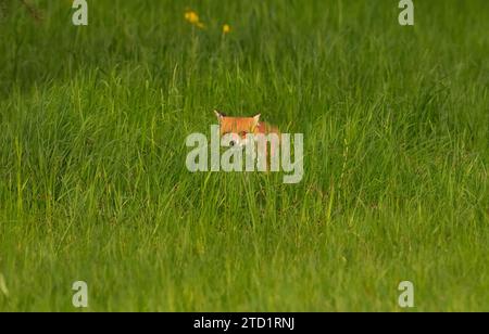 24. April 2023, Berlin: 24.04.2023, Berlin. Ein Rotfuchs (Vulpes vulpes) versteckt sich im hohen Gras eines Parks in der Hauptstadt. Stadtfüchse haben ihre eigenen Strategien entwickelt, um mit Menschen zu leben und unterscheiden sich jetzt sogar genetisch von ihren Verwandten auf dem Land. Foto: Wolfram Steinberg/dpa Foto: Wolfram Steinberg/dpa Stockfoto