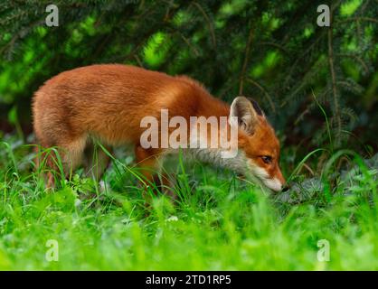 24. April 2023, Berlin: 24.04.2023, Berlin. Ein junger Rotfuchs (Vulpes vulpes), nur wenige Wochen alt, erkundet seine Umgebung in einem Park in der Hauptstadt. Der junge Berliner Stadtfuchs bleibt in unmittelbarer Nähe der Höhle und ihrer Mutter. Stadtfüchse haben ihre eigenen Strategien entwickelt, um mit Menschen zu leben und unterscheiden sich heute sogar genetisch von ihren Verwandten auf dem Land. Foto: Wolfram Steinberg/dpa Foto: Wolfram Steinberg/dpa Stockfoto