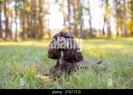 Amerikanischer Schokoladenspaniel, der in einem Rudel mit grünem Hintergrund spielt Stockfoto