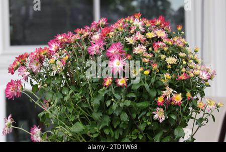 Ein Haufen Chrysanthemen-Blüten mit rosa und weißen Blüten und gelben Blüten in unterschiedlichen blütenzuständen Stockfoto