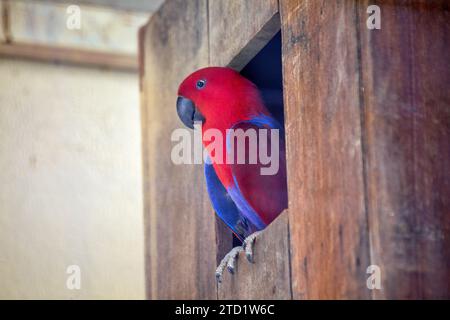 Der prächtige Eclectus Parrot (Eclectus roratus), der in den Regenwäldern von Ozeanien beheimatet ist, besticht durch sein lebendiges Gefieder. Das ist intelligent und ch Stockfoto