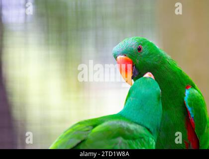 Der prächtige Eclectus Parrot (Eclectus roratus), der in den Regenwäldern von Ozeanien beheimatet ist, besticht durch sein lebendiges Gefieder. Das ist intelligent und ch Stockfoto