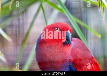 Der prächtige Eclectus Parrot (Eclectus roratus), der in den Regenwäldern von Ozeanien beheimatet ist, besticht durch sein lebendiges Gefieder. Das ist intelligent und ch Stockfoto