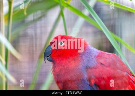 Der prächtige Eclectus Parrot (Eclectus roratus), der in den Regenwäldern von Ozeanien beheimatet ist, besticht durch sein lebendiges Gefieder. Das ist intelligent und ch Stockfoto