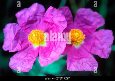 Rosa Felsenrose (Cistus creticus), Cistaceae. Immergrüner Sträucher des mediterranen Busches. Rosafarbene Blume. Stockfoto