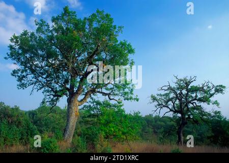 Waldeichenwald mit großen Bäumen (Matricin). Falteiche (Quercus pubescens) und Truthahneiche (Quercus cerris). Anbauart für Freilandschweine b Stockfoto