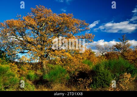 Waldeichenwald mit großen Bäumen (Matricin). Falteiche (Quercus pubescens) und Truthahneiche (Quercus cerris). Anbauart für Freilandschweine b Stockfoto