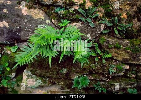 Südliche Polypodie (Polypodium cambricum), Polypodiaceae. Farn wächst zwischen Felsen. Stockfoto