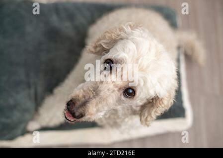 Eleganter Pudel mit flauschigem Pelz, der ruhig auf einem grauen Haustierbett sitzt. Stockfoto