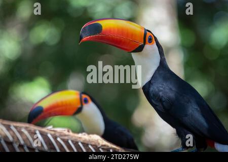 Toco Toucan (Ramphastos Toco) Stockfoto