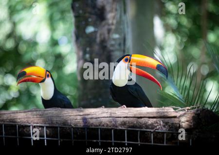 Toco Toucan (Ramphastos Toco) Stockfoto