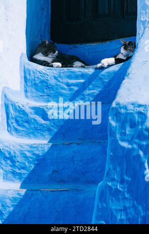 Zwei Katzen schlafen vor einer Tür, mit blau bemalten Treppen, auf einer Straße in der Medina von Chefchaouen, Marokko Stockfoto