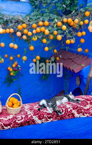 Zwei Katzen schlafen vor einem Haus, das mit Orangen geschmückt ist, die an einer Weinrebe hängen, mit blauen Wänden, auf einer Straße in der Medina von Chefchaoue Stockfoto