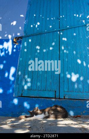 Katze schläft vor einer Tür, in einer blau bemalten Straße in der Medina von Chefchaouen, Marokko Stockfoto