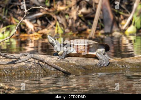 Weibliche australische Murray River Schildkröte, die sich auf Baumstamm tränkt Stockfoto