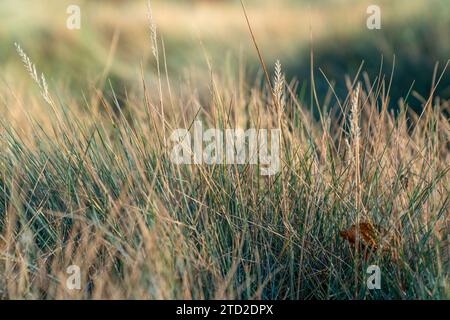 Gelbliches blaues Gras (Festuca glauca), das teilweise gelb wird und im Herbst trocknet Stockfoto