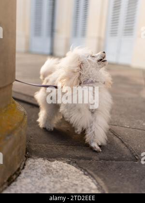 Weißer Pudel posiert. Ein Haustier. Der kleine weiße Hund spielt draußen an der Leine. Stockfoto