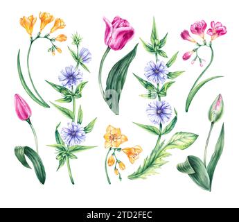 Set mit Blumenmuster in Wasserfarben. Frühlingswiese blüht Tulpen, Freesie, Zichorien isoliert auf weißem Hintergrund. Handgezeichnete Blumen für die Gestaltung von Karten, Bouquen Stockfoto