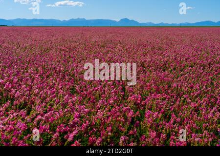 Rosa Farbe Sainfoin Field mit Mountain Range im Hintergrund in Montana, USA. Stockfoto