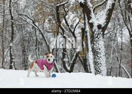 Niedlicher Jack Russell Terrier mit Spielzeugball im schneebedeckten Park Stockfoto