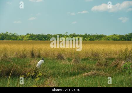 Der Holzstorch Liegt In Den Grünen Gräsern Des Everglades National Park Stockfoto