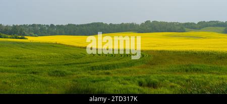 Yellow canola field and green wheat field in summer. Stockfoto