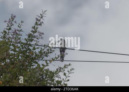 Die gefleckte Taube (Spilopelia Chinensis), eine kleine Langhalstaube, die den wunderschönen Naturbu genießt, der auf dem künstlichen elektrischen Draht sitzt Stockfoto