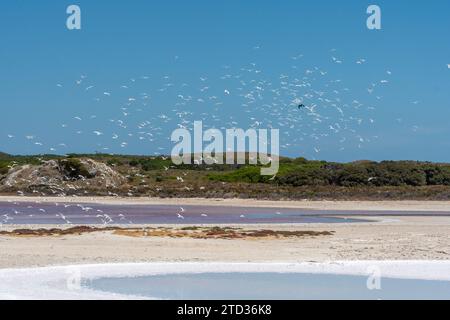 Eine Brutkolonie von Elfenseeren (Sternula nereis), die von einer Krähe in der Nähe eines rosafarbenen Salzsees auf Rottnest Island oder Wadjemup, Western Australia, Australien, erschreckt wird Stockfoto