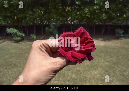 Weibliche Holdin schöne dunkelrote Rose in der Hand mit grünem Hintergrund. Stockfoto