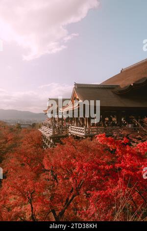 Wunderschöner Panoramablick auf Kiyomizu-dera in Kyoto im Herbst mit roten Herbstblättern im Vordergrund. Stockfoto