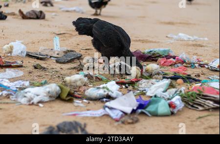 Mutterhühner mit Küken, die in Müllhaufen am Strand nach Nahrung suchen. Kunststoffverschmutzung, Umweltprobleme Stockfoto