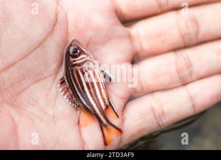 Rothackhörnchen (Sargocentron rubrum) in der menschlichen Hand Stockfoto