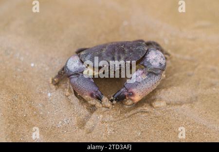 Golf Steinkrabbe (Menippe adina) am Strand Sand Stockfoto