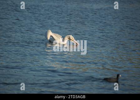 Weißpelikanfischen am Lake Balboa, CA. Sanfte Schwimmen mit dem riesigen Piepton, der ins Wasser geht, auf der Suche nach einer leckeren Mahlzeit im Glühen am frühen Morgen. Stockfoto