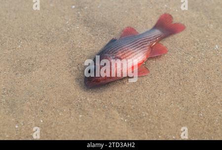 Nadelstreifen-Kardinalfisch oder Lepidamia kalosoma starben an einer Vergiftung durch Tuba-Pflanzen oder Derris. Stockfoto