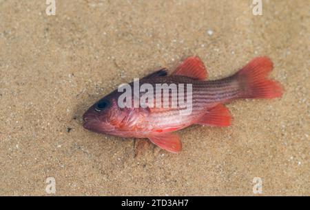 Nadelstreifen-Kardinalfisch oder Lepidamia kalosoma starben an einer Vergiftung durch Tuba-Pflanzen oder Derris. Stockfoto