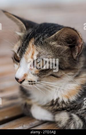 Nahaufnahme eines ernsthaften Katzengesichts Stockfoto