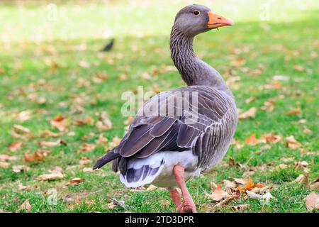 Nahporträt von Greylag- oder Graylaggans in einer Grasfütterung auf einem Feld Stockfoto