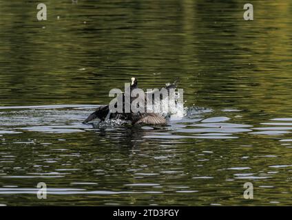 Zwei eurasische Hähnchen, die mit ihren Füßen kämpfen und im Wasser plätschern Stockfoto