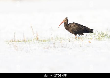 Nördliche Glatze Ibis (Geronticus eremita) im Schnee. Stockfoto