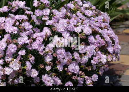 Nahaufnahme vieler kleiner zarter, leuchtend rosa Nelkenblumen (Dianthus caryophyllus) in einem Garten an einem sonnigen Sommertag, wunderschöner Blumenrücken im Freien Stockfoto