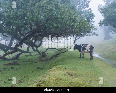 Fanal-Lorbeerwald im Regen und dichtem Nebel mit Kuh und bizarren moosigen Bäumen, verdrehten Ästen, Moos und Farn. Geheimnisvolle gruselige Atmosphäre Stockfoto