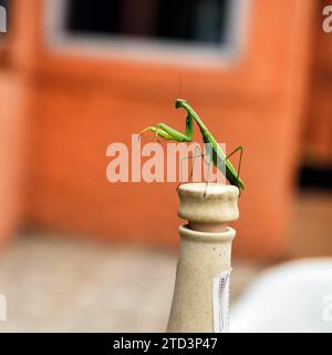 Betende Mantis (Mantis religiosa) sitzt auf Kork, Flaschenhals, Spanien Stockfoto