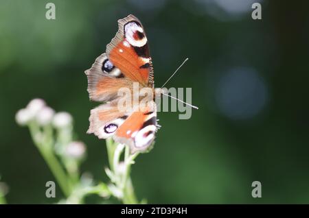 Europäischer Pfau, Schmetterling, Makro, offene Flügel, Schönheit, Makro des farbenfrohen Pfauenfalters (Aglais io) Stockfoto