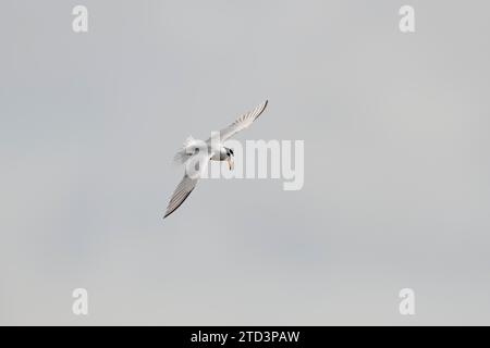 Kleine Seeschwalbe (Sternula albifrons), die am Himmel fliegen, Camargue, Frankreich Stockfoto