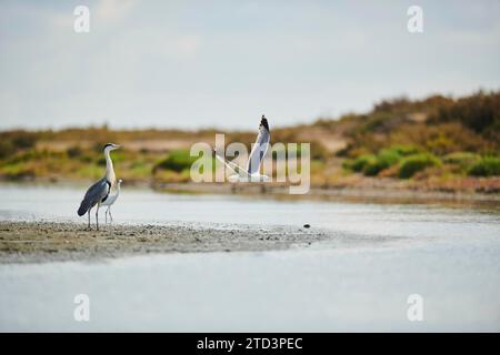 Graureiher (Ardea cinerea) und ein großer Reiher (Ardea alba) stehen am Wasserrand, während eine Gelbbeinmöwe (Larus michahellis) fliegt Stockfoto