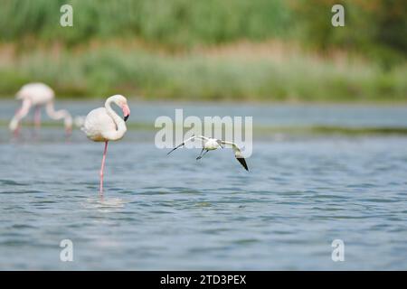 rattenschnupfen (Recurvirostra avosetta) Landung in der Wasserlandschaft, Camargue, Frankreich Stockfoto