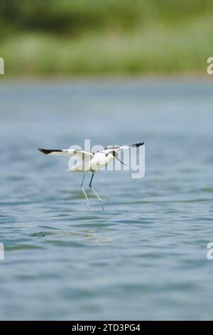 rattenschnupfen (Recurvirostra avosetta) Landung in der Wasserlandschaft, Camargue, Frankreich Stockfoto