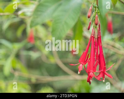 Nahaufnahme von Fuchsia boliviana. Rote Blume, Kolibri Fuchsia oder harte Fuchsia. Pflanze in der Familie Nachtkerze, Wahlfokus, grüne Blätter Stockfoto