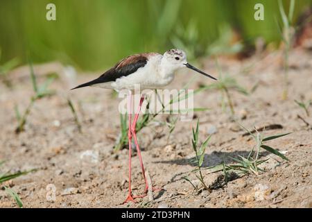 Schwarzflügelstelze (Himantopus himantopus) auf dem Boden, Camargue, Frankreich Stockfoto